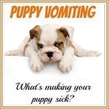 coccidia in puppies home treatment coccidiosis in dogs coccidia symptoms treatment prevention coccidia in puppies home treatment coccidiosis in dogs coccidia symptoms treatment prevention