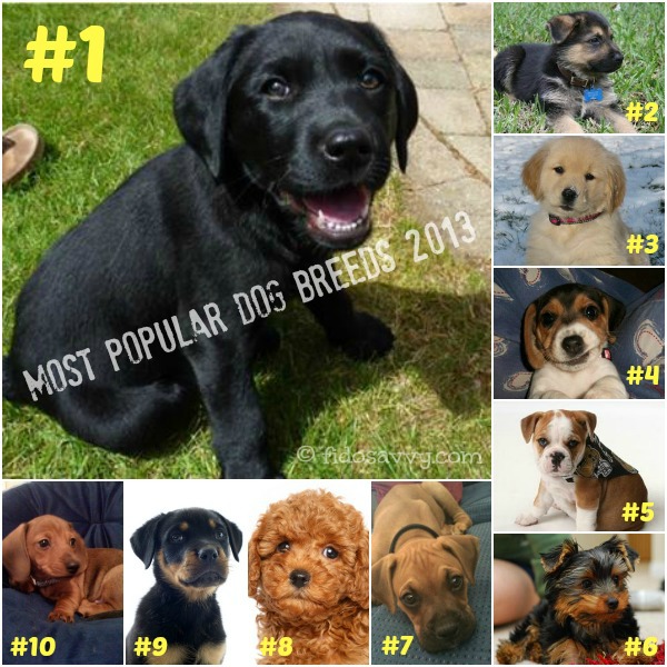 most popular breeds most popular breeds most popular breeds most popular breeds