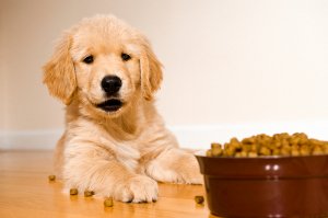 best diet for golden retriever puppies food explained best diet for golden retriever puppies food explained