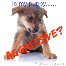 aggressive puppy biting and growling got an aggressive puppy aggressive puppy biting and growling got an aggressive puppy