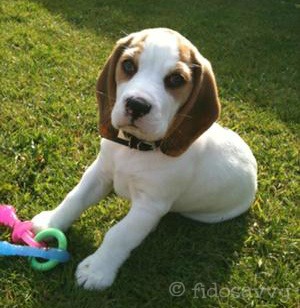 best for teething puppies the best puppy teething toys best for teething puppies the best puppy teething toys
