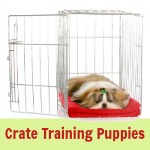 Home › Crate Training Puppies ›Puppy Crate Training Schedule