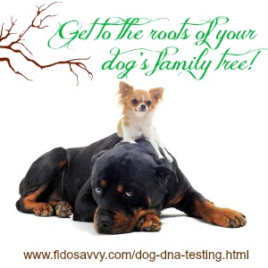 puppy dna test dna testing an owner s guide puppy dna test dna testing an owner s guide