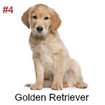 golden retriever savvy top 12 smartest breeds golden retriever savvy top 12 smartest breeds