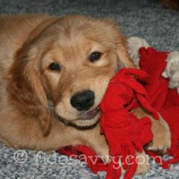 golden retriever savvy best breeds for children a recipe for a happy family golden retriever savvy best breeds for children a recipe for a happy family