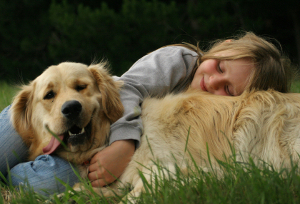 how to stop golden retriever from shedding shedding and how to it how to stop golden retriever from shedding shedding and how to it