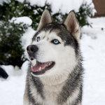 alaskan names for dogs alaskan names mystery combined alaskan names for dogs alaskan names mystery combined