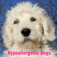 all hypoallergenic dogs hypoallergenic dogs who are they all hypoallergenic dogs hypoallergenic dogs who are they