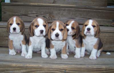 litter_of_beagle_puppies.jpg
