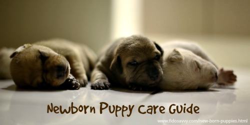 how to take care of newborn puppies how to care for new born puppies how to take care of newborn puppies how to care for new born puppies