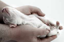 taking care of newborn puppies how to care for new born puppies taking care of newborn puppies how to care for new born puppies