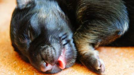how to keep newborn puppies warm how to care for new born puppies how to keep newborn puppies warm how to care for new born puppies