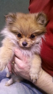 pomeranian crate common puppy crate questions pomeranian crate common puppy crate questions