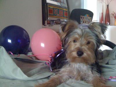 how to housebreak a yorkie in 7 days puppy aggression and dominance your questions answered how to housebreak a yorkie in 7 days puppy aggression and dominance your questions answered