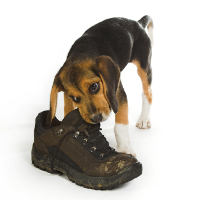 puppy chewing stage puppy development and growth puppy chewing stage puppy development and growth