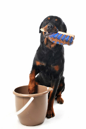parvo in rottweilers canine parvovirus what you need to parvo in rottweilers canine parvovirus what you need to