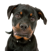 what does a rottweiler eat why does my eat what does a rottweiler eat why does my eat