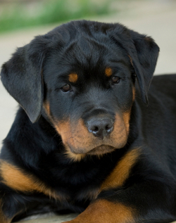 german rottweiler names german names ja bitte yes german rottweiler names german names ja bitte yes