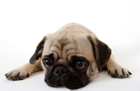 side effects of deworming a puppy world the number 1 spot for jan 14 worm medicine guide side effects of deworming a puppy world the number 1 spot for jan 14 worm medicine guide