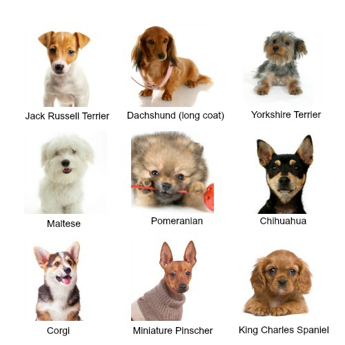 Types Of Small Dogs