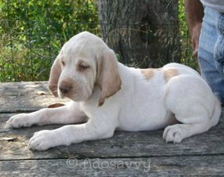 italian puppy names italian names italian puppy names italian names