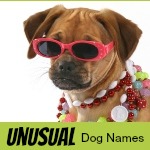 italian puppy names italian names italian puppy names italian names