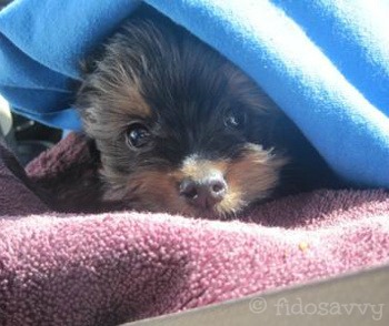 puppy lethargic not puppy who is feeling sick puppy lethargic not puppy who is feeling sick