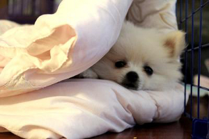 what causes seizures in pomeranians pomeranian care new owner s guide what causes seizures in pomeranians pomeranian care new owner s guide