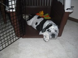 my puppy keeps pooping in his crate at crate a puppy puppy crate 101 my puppy keeps pooping in his crate at crate a puppy puppy crate 101
