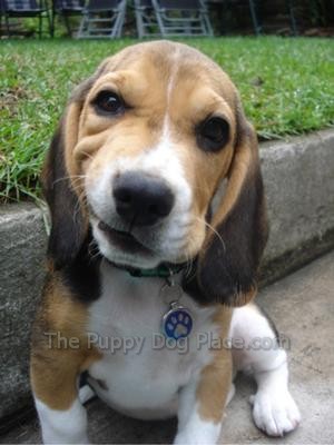 how much are beagle puppies precious beagle puppy photos how much are beagle puppies precious beagle puppy photos