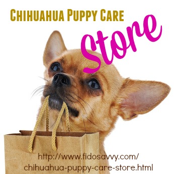 how to care for a chihuahua puppy chihuahua puppy care guide how to care for a chihuahua puppy chihuahua puppy care guide