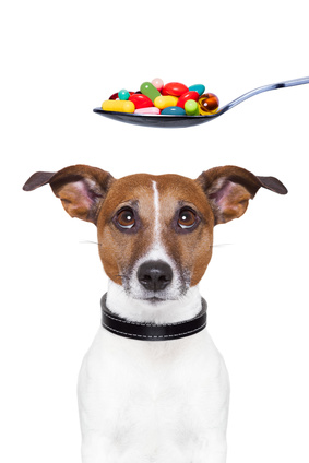 what meds can i give my medication for dogs what meds can i give my medication for dogs