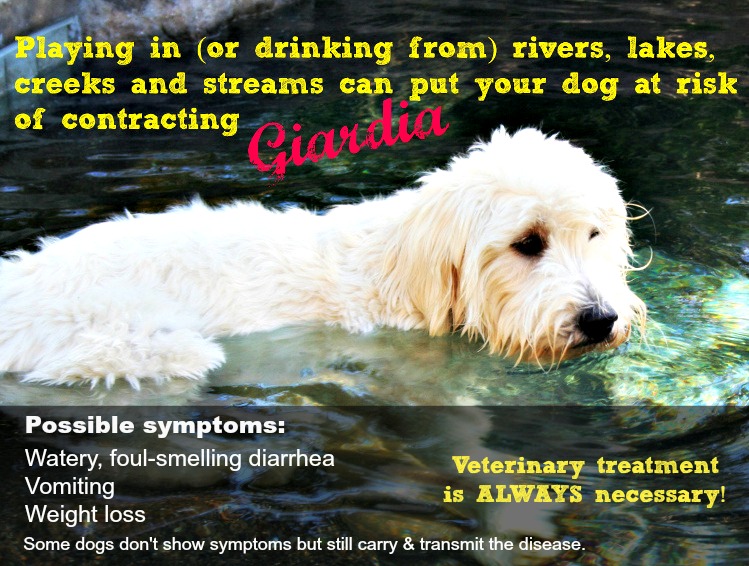 Giardia in Dogs A Complete Guide
