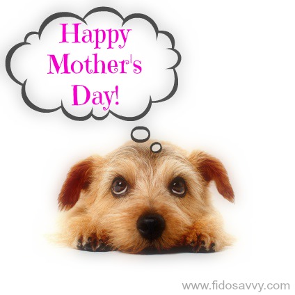 coccidia in puppies home treatment coccidiosis in dogs coccidia symptoms treatment prevention coccidia in puppies home treatment coccidiosis in dogs coccidia symptoms treatment prevention