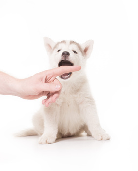 Puppy Constantly Biting Older Dog Puppy Constantly Biting Older Dog
