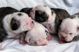 how to keep newborn puppies warm how to care for new born puppies how to keep newborn puppies warm how to care for new born puppies