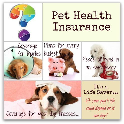 Choosing The Best Dog Insurance
