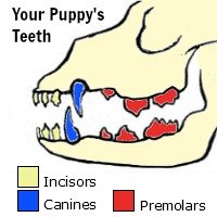 When do puppies lose their teeth?