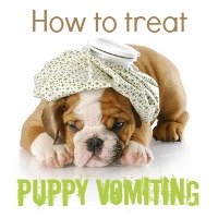 puppy vomiting get help here puppy vomiting get help here