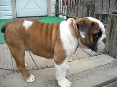 puppy pees constantly puppy potty q a puppy pees constantly puppy potty q a