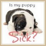 coccidia in puppies home treatment coccidiosis in dogs coccidia symptoms treatment prevention coccidia in puppies home treatment coccidiosis in dogs coccidia symptoms treatment prevention