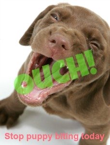 when do puppies stop biting and teething puppy biting effective tactics for your shark when do puppies stop biting and teething puppy biting effective tactics for your shark