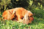 cocker_spaniel_scratching_650_c