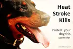 dog_heat_stroke_600x401_c