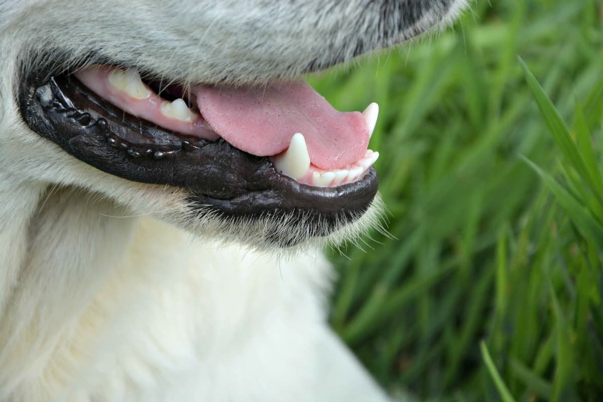 dog_teeth_closeup_1200_c