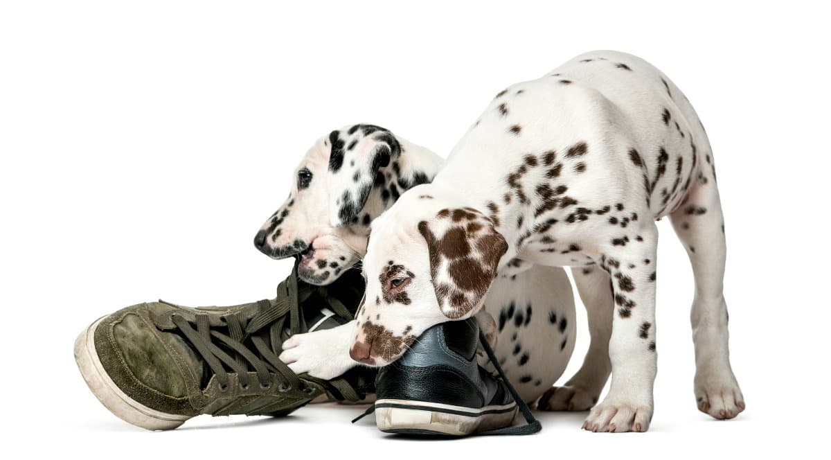 two_dalmation_puppies_chewing_shoes_1200_c