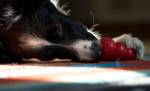 Border Collie chewing on stuffed Kong toy