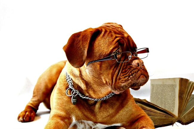 dogue_de_bordeaux_glasses_650_c