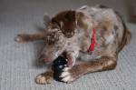 puppy_with_kong_toy_650c