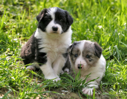 Good Idea To Get New Dogs At Once Good Idea To Get New Dogs At Once